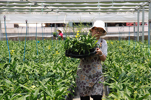 花卉产业为乡村振兴增色添彩.jpg