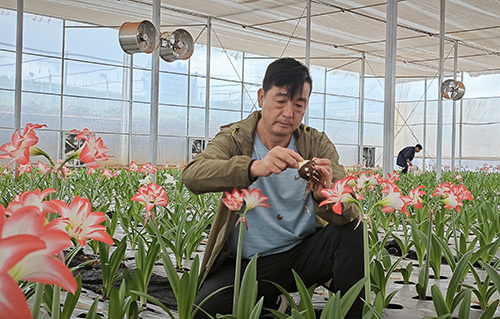 五山村成功试种朱顶红.jpg