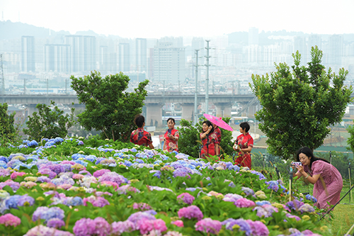 活发小镇绣球花开.jpg