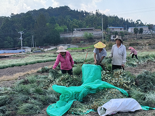 因远镇除虫菊开出“致富花”.jpg